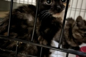 Две стерильные черепашки ищут новый дом