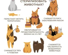 Зареченцы могут стерилизовать своих питомцев по льготной цене
