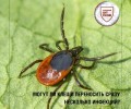 Один клещ может переносить несколько инфекций: что нужно знать жителям Заречного