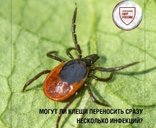 Один клещ может переносить несколько инфекций: что нужно знать жителям Заречного