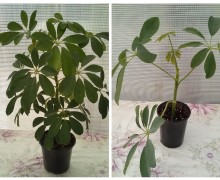 Продажа растений: петунья, шеффлера, колеус, алоказия