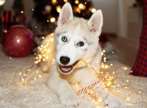 Держите ухо востро: на пороге Новый год