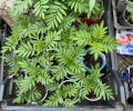 Продам бархатцы и гейхеру