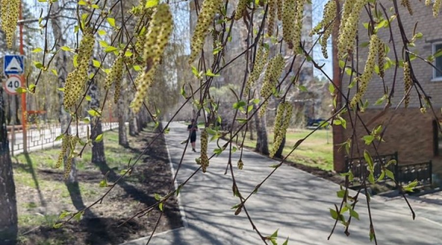Все ли зареченские деревья пережили прошлогодние благоустройства?