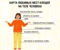 Клещи стали реже нападать на людей, но полностью они ещё не исчезли