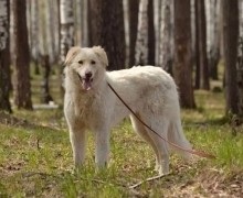 Собака Боня ищет добрых хозяев