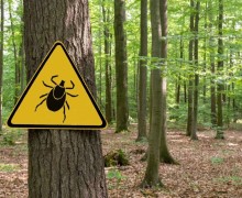 На территории муниципального округа Заречный зарегистрирован первый укус клеща