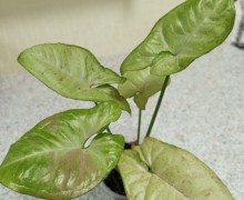 Продам сингониумы, диффенбахию, фикус, кротон
