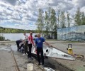 Как приручить/помыть дракона