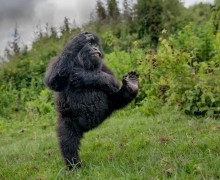 В конце декабря подвели итоги конкурса Comedy Wildlife Photography Awards 2025 - самых забавных фотографий дикой природы