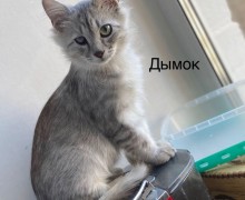 Животные ищут дом: Дымок, Леся и Василий ждут хозяев