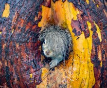 В конце декабря подвели итоги конкурса Comedy Wildlife Photography Awards 2025 - самых забавных фотографий дикой природы