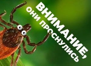 В Заречном начался сезон активности клещей