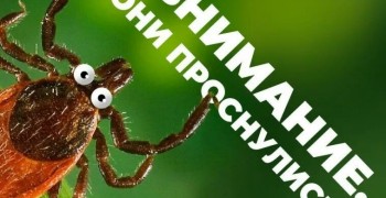 В Заречном начался сезон активности клещей