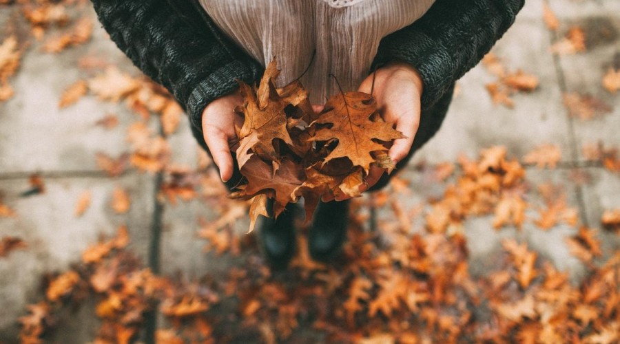 Зефирки, творчество и хлев с поросятами