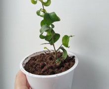 Фикус барок, сансевиерия, эхеверия, аптения