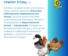 Домашних пернатых привьют от гриппа птиц
