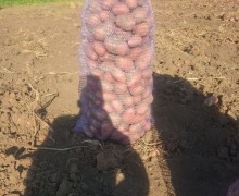 Продам картофель с бесплатной доставкой