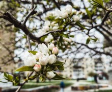 Расцветают яблони и груши