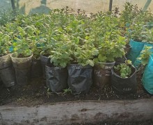 Саженцы хризантем мультифлора и корейской из Белоярского района — более 30 сортов