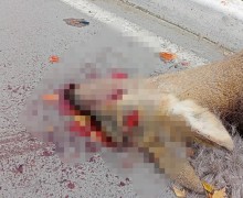 О СБИТОЙ КОСУЛЕ СООБЩАЛИ ЖИТЕЛИ 26 октября