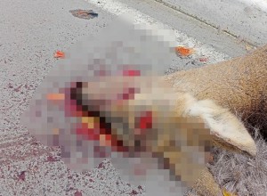 О СБИТОЙ КОСУЛЕ СООБЩАЛИ ЖИТЕЛИ 26 октября