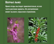 Прогулки на природе: какие растения могут быть опасны для здоровья