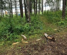 Вандализм в экопарке множится