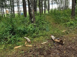 Вандализм в экопарке множится