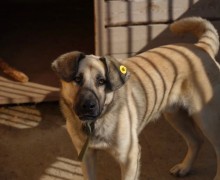 Большой пёс Изя ищет заботливых хозяев