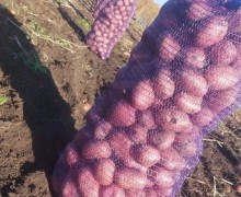 Продажа картофеля и лука в Белоярском районе