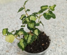 Продам сингониумы, кротон, строманту, фикусы