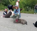 В Заречном прошёл четвёртый «Собачий переполох»