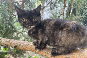Ищет дом молодая кошечка, 3,5 месяца