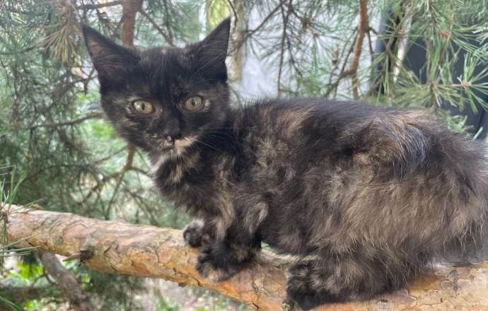 Ищет дом молодая кошечка, 3,5 месяца