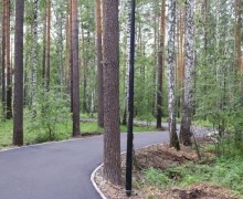 Лес вдоль лыжероллерной трассы расчистят