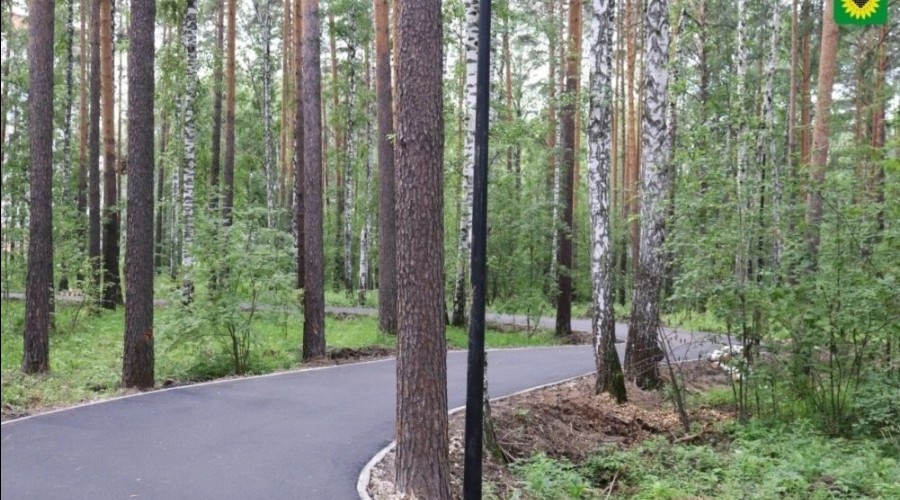 Лес вдоль лыжероллерной трассы расчистят