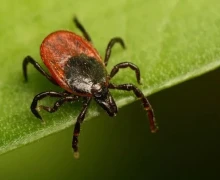 Эпидемиологи Управления Роспотребнадзора и «Центра гигиены и эпидемиологии в Свердловской области» отмечают, что в 2⃣0⃣2⃣5⃣ году в целом по региону прогнозируется увеличение численности иксодовых клещей