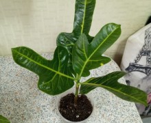 Продам сингониумы, кротон, строманту, фикусы