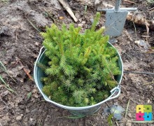 Больше 5 тысяч деревьев высадили в субботу, 6 сентября на территории Заречного