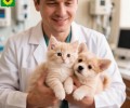 Бесплатная вакцинация животных от бешенства пройдет в деревне Курманка 16 мая