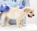 15 августа в Мезенском пройдет бесплатная вакцинация животных от бешенства