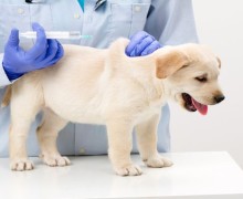15 августа в Мезенском пройдет бесплатная вакцинация животных от бешенства