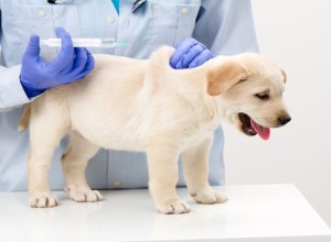 15 августа в Мезенском пройдет бесплатная вакцинация животных от бешенства