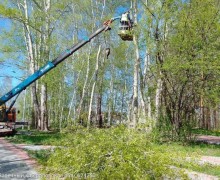 На набережной обрезают тополя