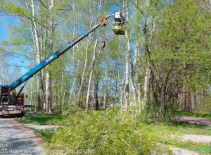 На набережной обрезают тополя