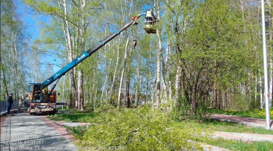 На набережной обрезают тополя