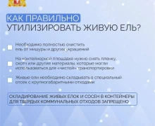 Свердловчане оформили в территориальных лесничествах покупку почти 13 тысяч елей и сосен, чтобы украсить свои дома к Новому году