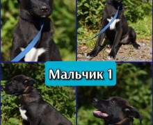 Щенки-дикарята из Первоуральска ищут дом или передержку