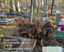 На старом кладбище Заречного упала крупная берёза